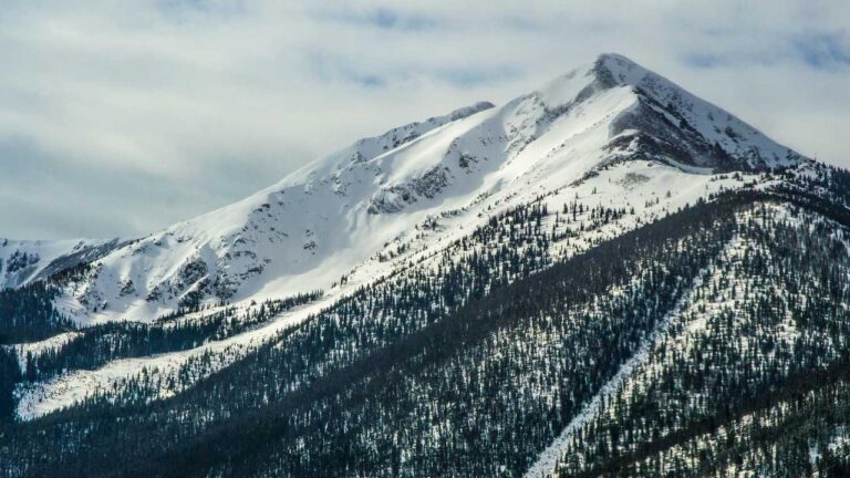 How To Download Cricbet99 Link For Android Phones?